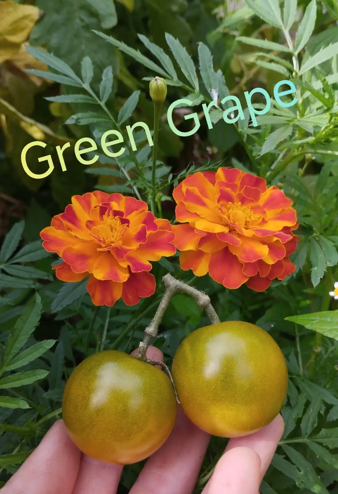 Tomaten: Green Grape