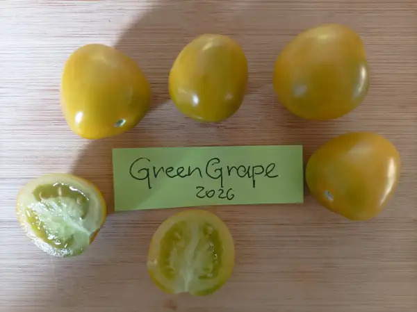 Tomaten: Green Grape