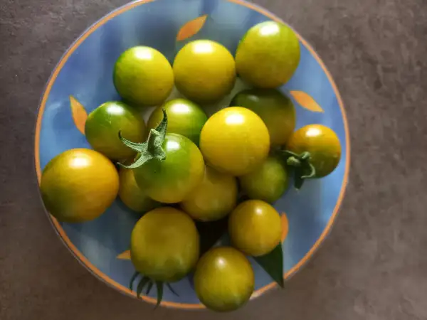 Tomaten: Green Grape