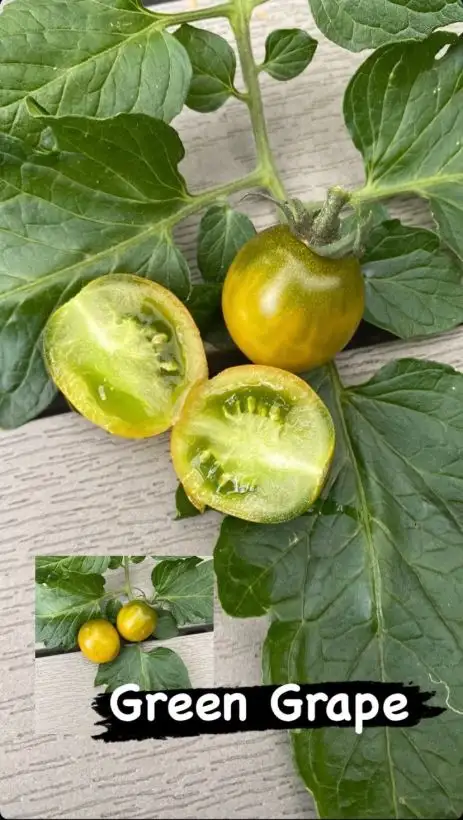 Tomaten: Green Grape