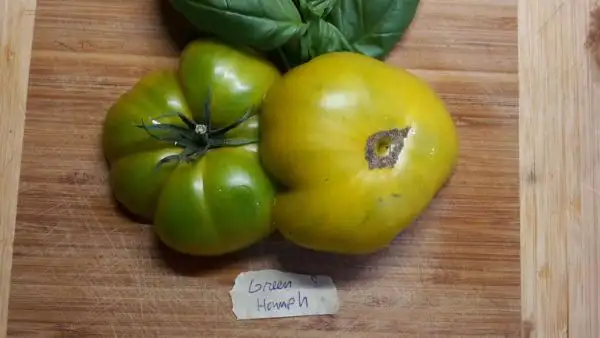 Tomaten: Green Hamph