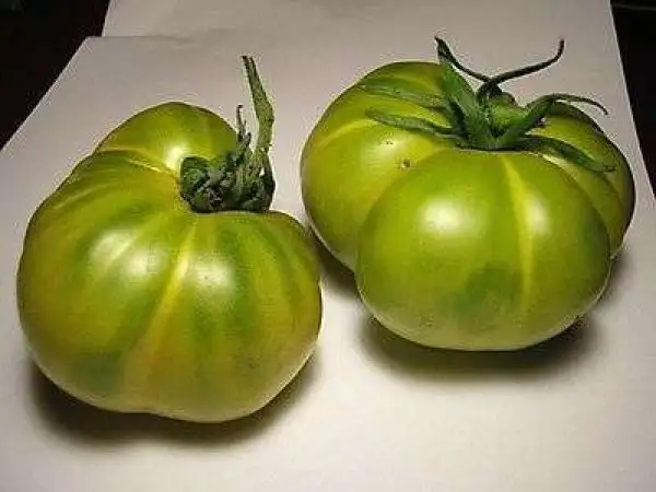 Tomaten: Green Hamph