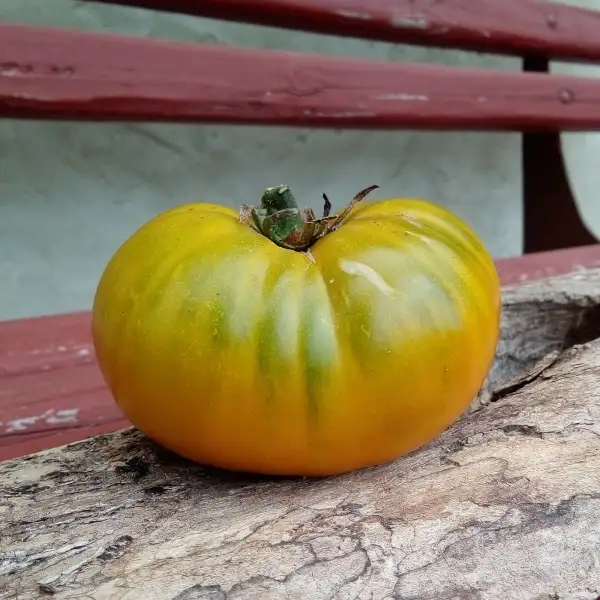 Tomaten: Green Hamph, gelblichgrüne Fleischtomate (bis 250g)