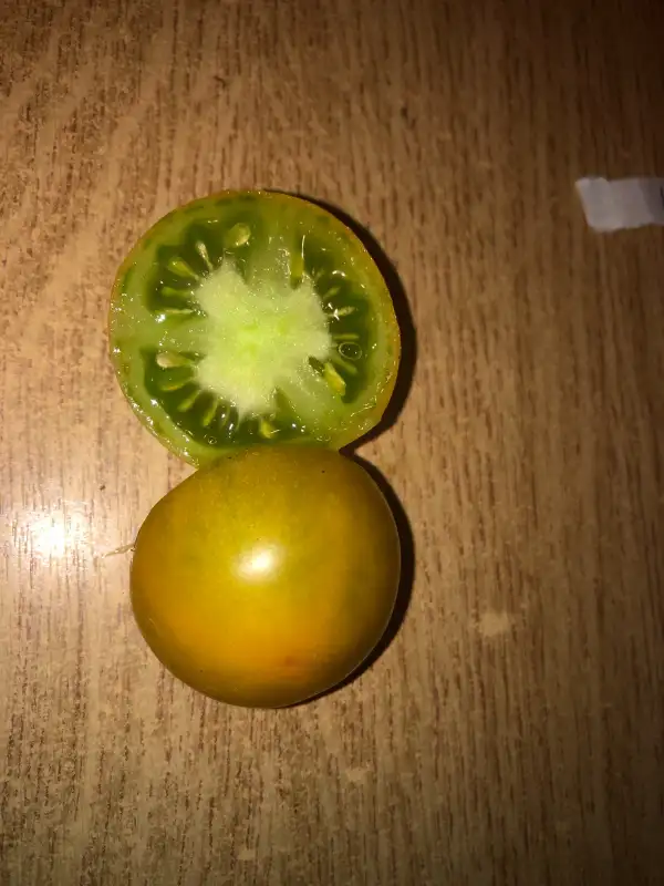 Tomaten: Green Honey