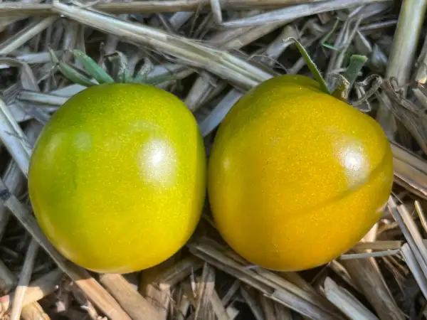 Tomaten: Green Honey