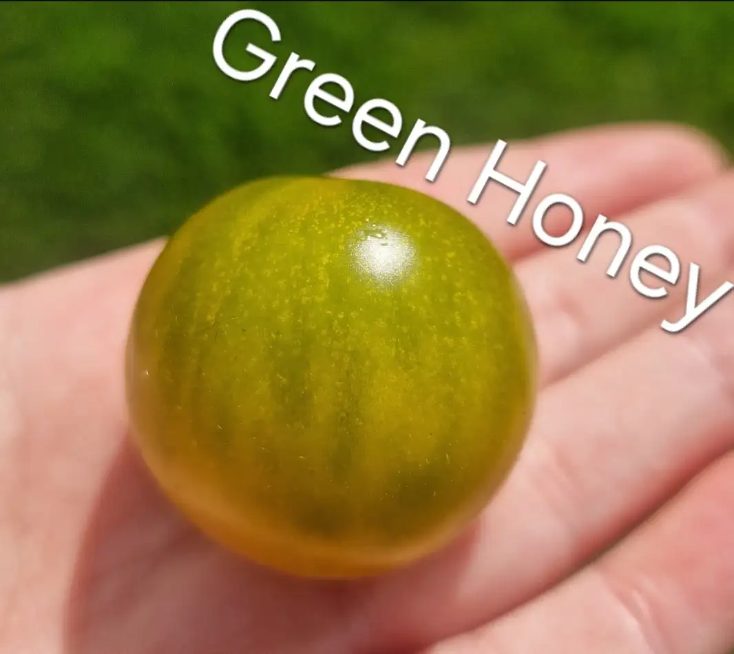 Tomaten: Green Honey