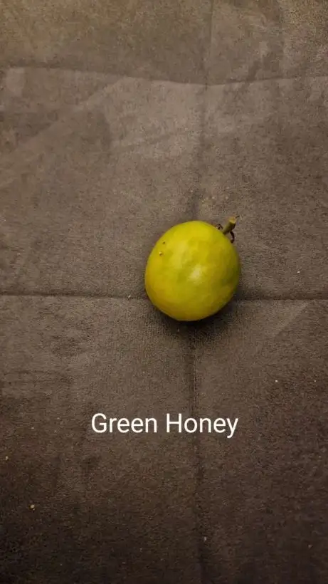 Tomaten: Green Honey