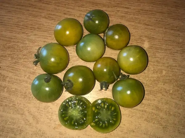 Tomaten: Green Krim Cherry