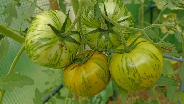 Tomaten: Green Lantern Lights
