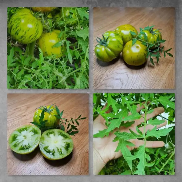 Tomaten: Green Lantern Lights