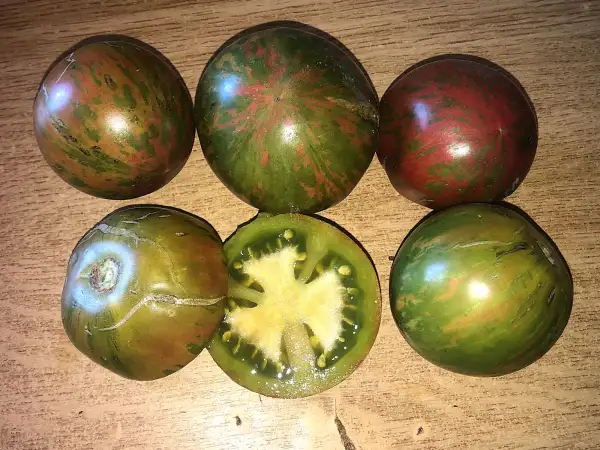 Tomaten: Green Lanthern Lights