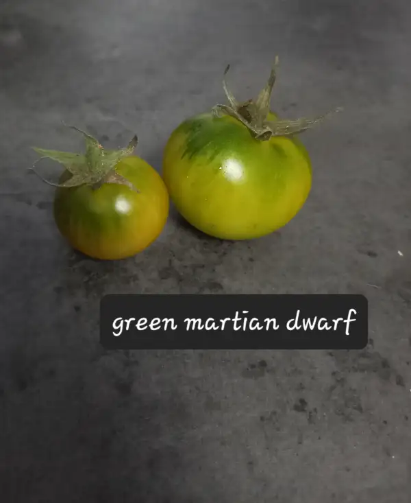 Tomaten: Green Martian Dwarf