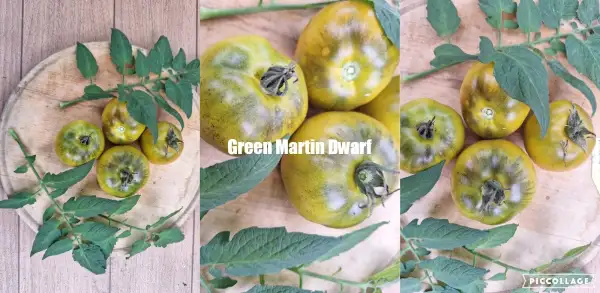 Tomaten: Green Martin
