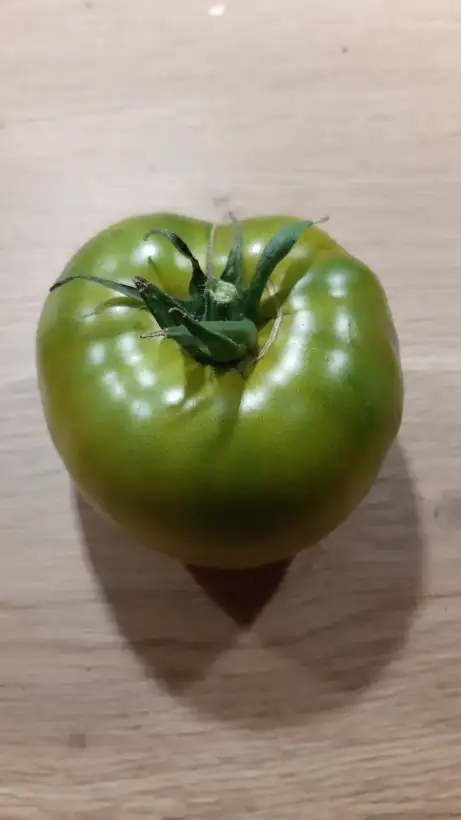 Tomaten: Green Moldavan