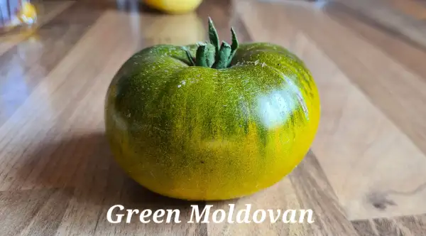 Tomaten: Green Moldovan