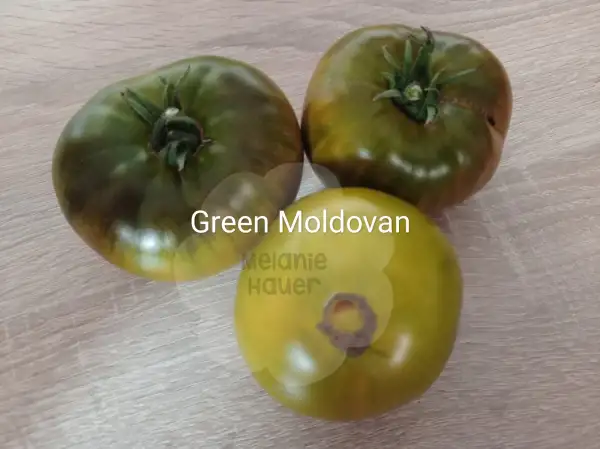 Tomaten: Green Moldovan