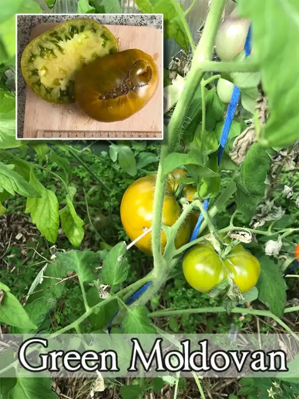 Tomaten: Green Moldovan