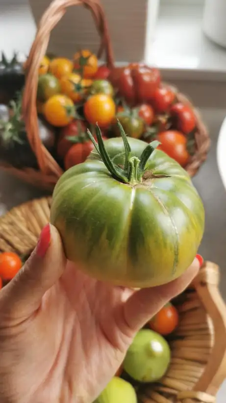 Tomaten: Green Moldovan