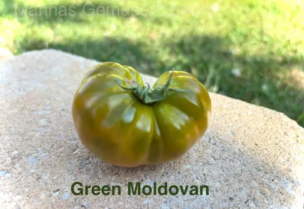 Tomaten: Green Moldovan