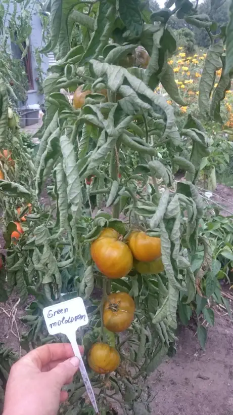 Tomaten: Green Moldovan