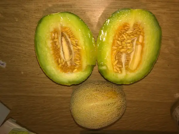 Obst: Green Nutmeg melone