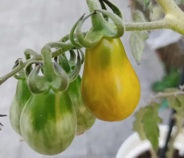 Tomaten: Green Pear