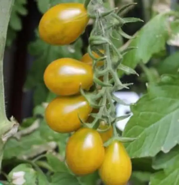 Tomaten: Green Pear