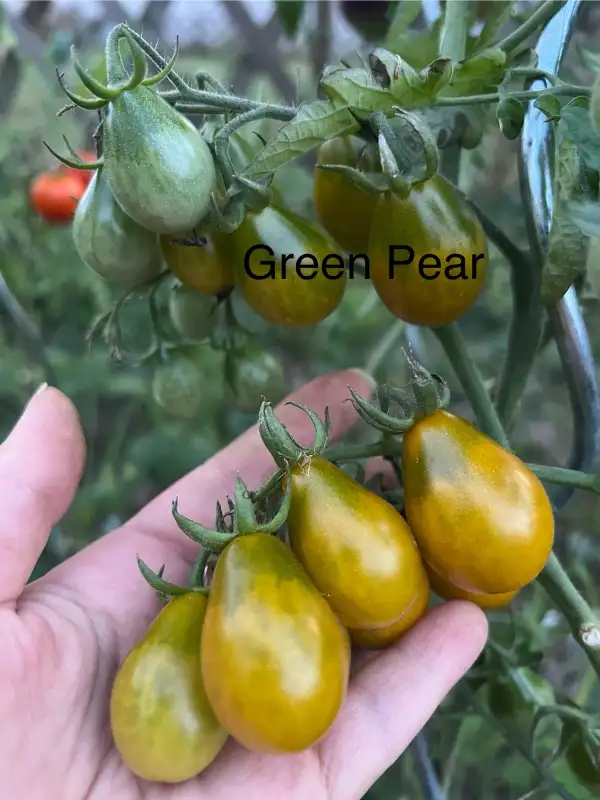 Tomaten: Green Pear
