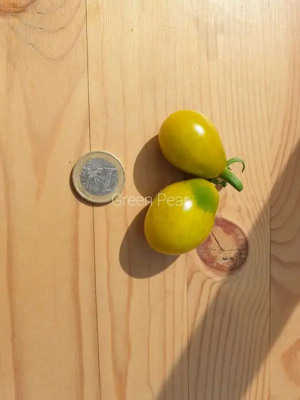 Tomaten: Green Pear