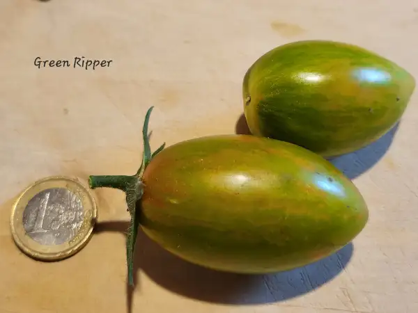 Tomaten: GREEN RIPPER
