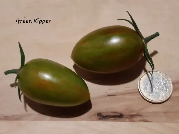 Tomaten: GREEN RIPPER