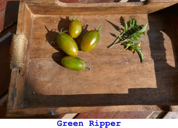 Tomaten: GREEN RIPPER