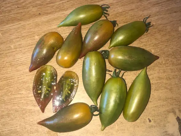 Tomaten: GREEN RIPPER