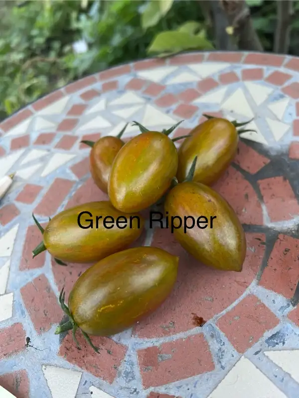 Tomaten: GREEN RIPPER
