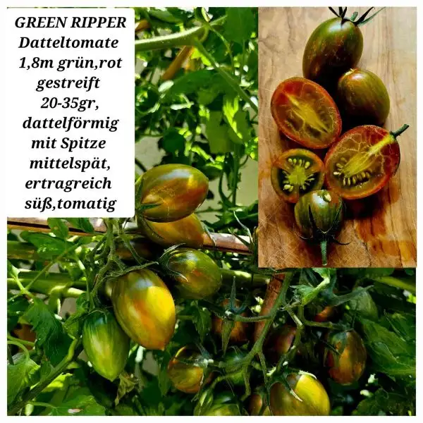 Tomaten: GREEN RIPPER