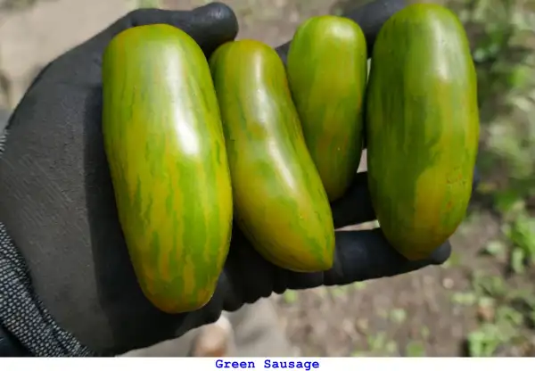 Tomaten: Green Sausage