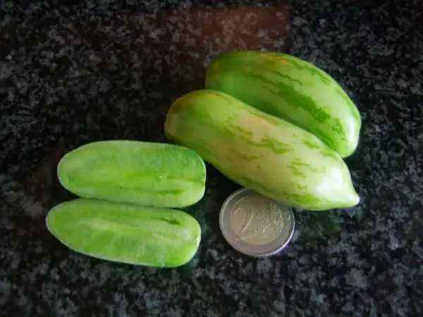 Tomaten: Green Sausage