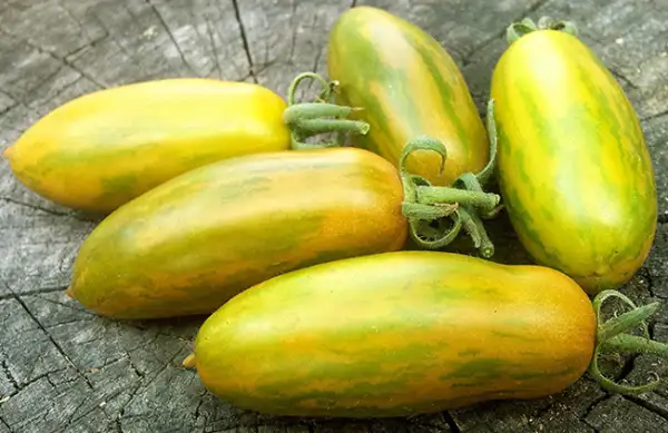Tomaten: Green Sausage