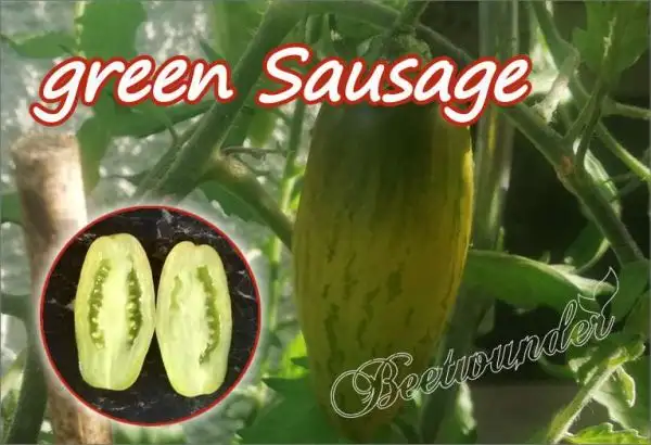 Tomaten: Green Sausage