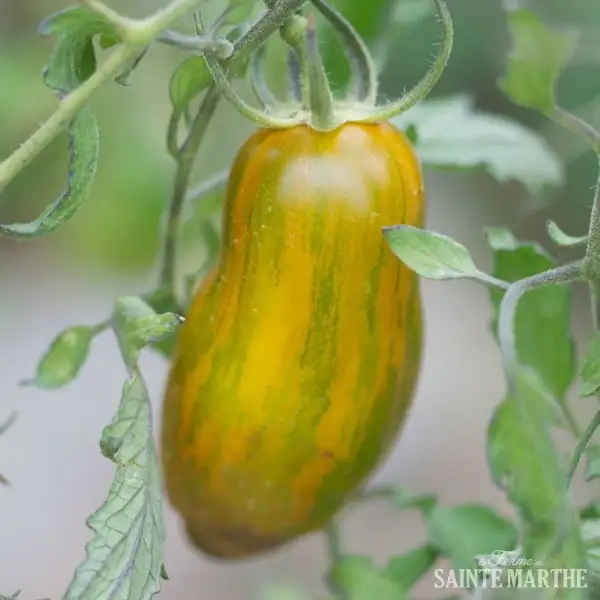 Tomaten: Green Sausage