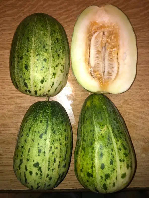 Obst: Green Striped Chinese melone