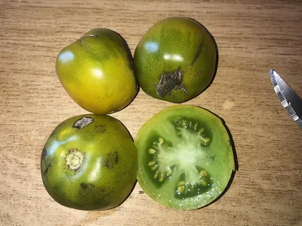 Tomaten: Green Tarasenko