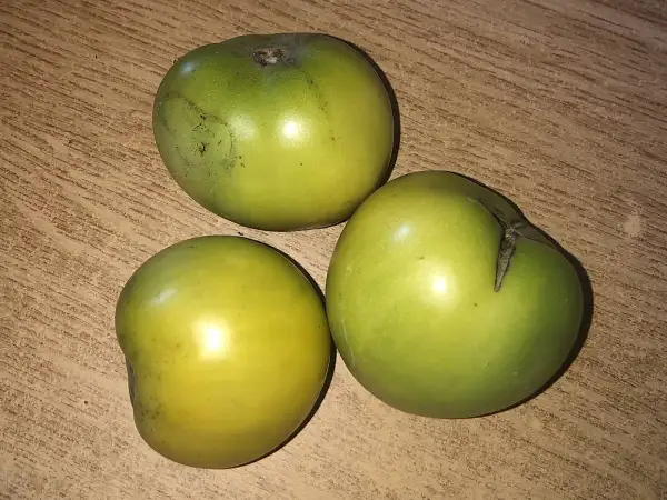 Tomaten: Green Thumb