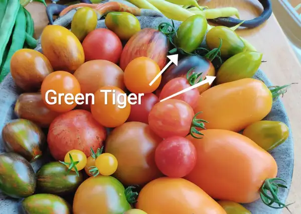 Tomaten: Green Tiger