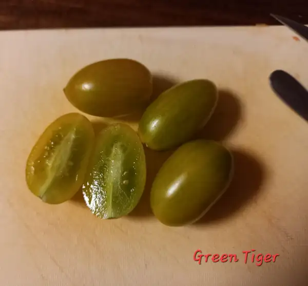 Tomaten: Green Tiger