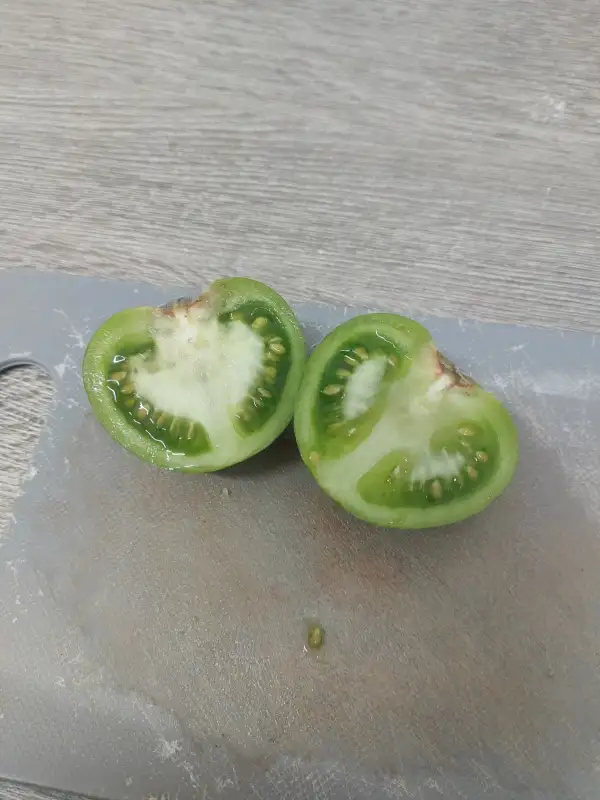 Tomaten: Green Tiger