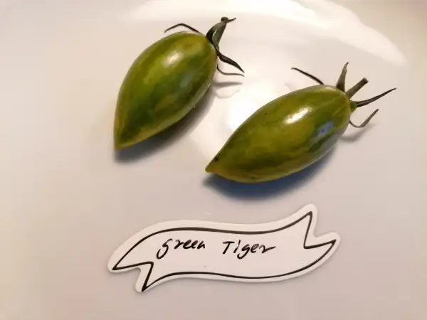 Tomaten: Green Tiger