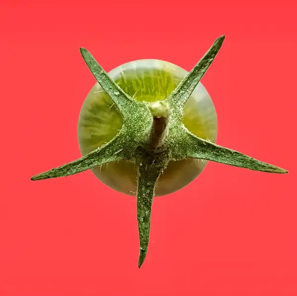 Tomaten: Green Tiger