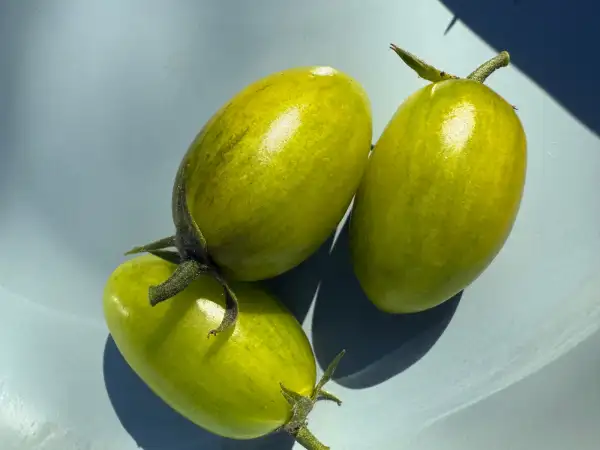 Tomaten: Green Tiger