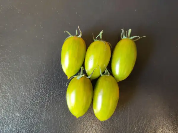 Tomaten: Green Tiger